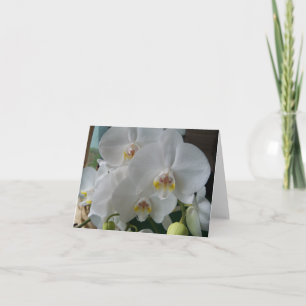 White Moth Orchids på ett tomt kort