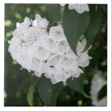White Mountain Laurel Flowers Grönt Löv