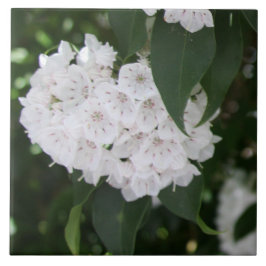 White Mountain Laurel Flowers Grönt Löv Kakelplatta