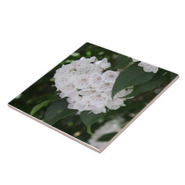 White Mountain Laurel Flowers Grönt Löv Kakelplatta
