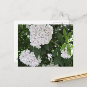 White Mountain Laurel Flowers Vykort
