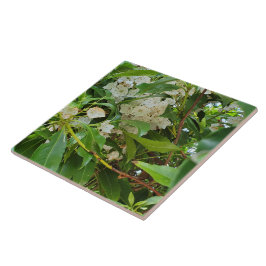White Mountain Laurel Kakelplatta