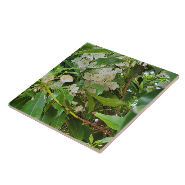 White Mountain Laurel Kakelplatta (Sidan)