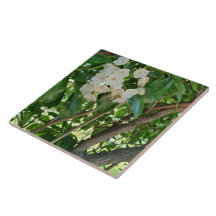 White Mountain Laurel Shrub Grenar