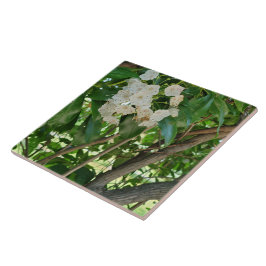 White Mountain Laurel Shrub Grenar Kakelplatta