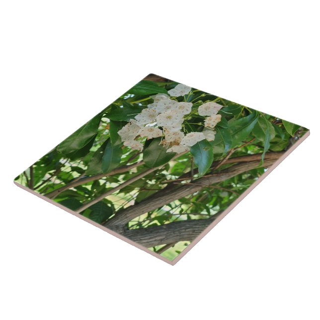 White Mountain Laurel Shrub Grenar Kakelplatta (Sidan)
