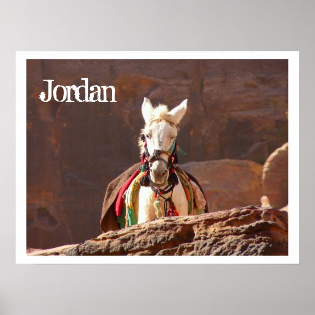 White Mule, Petra, Jordanien Poster (Framsidan)