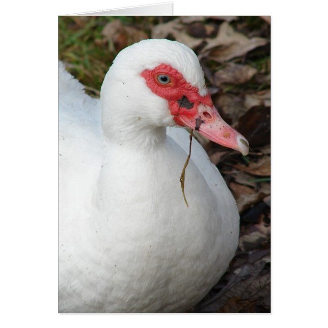 White Muscovy Hen Hälsningskort (Framsidan)