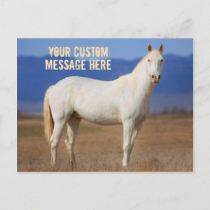 White Mustang Horse Vykort