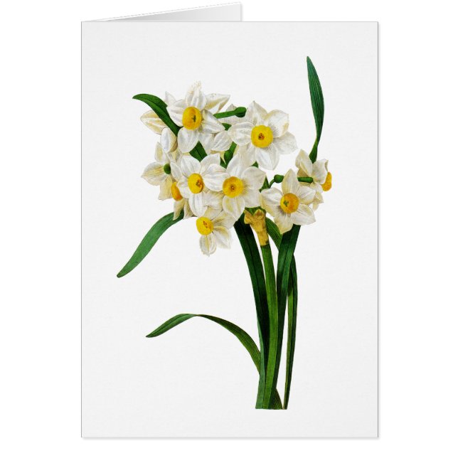 White Narcissus av Pierre-Joseph Redoute Hälsningskort (Framsidan)