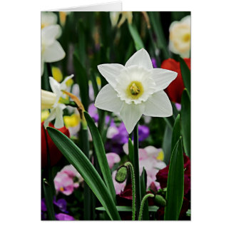 White Narcissus Hälsningskort