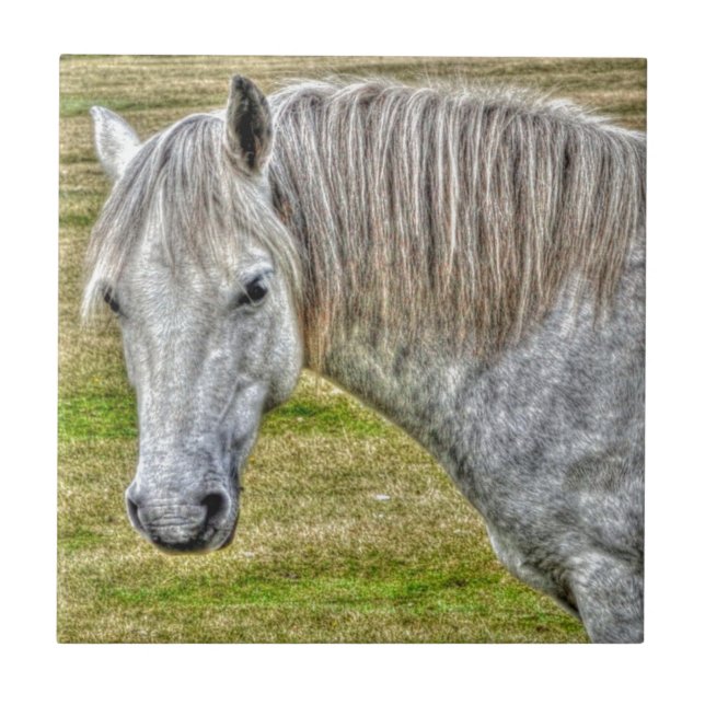 White New Forest Pony Vild Horse Kakelplatta (Framsidan)