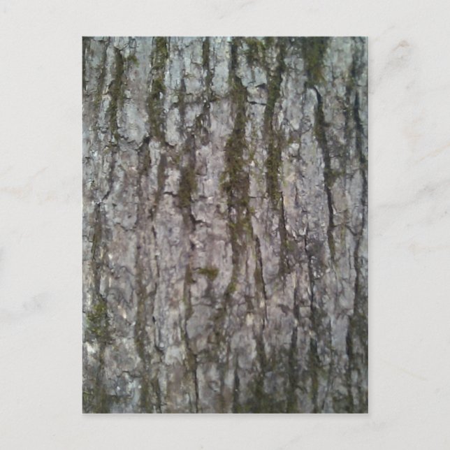 White Oak Träd Bark Vykort (Framsida)