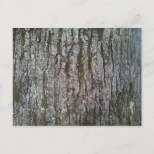 White Oak Träd Bark Vykort