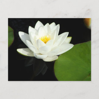 White och Gult Lily i Pond Vykort