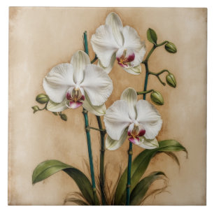 White Orchid Flowers Vintage Botanical Kakelplatta