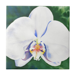 White Orchid Kakelplatta