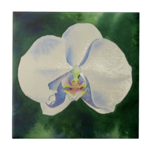 White Orchid Kakelplatta