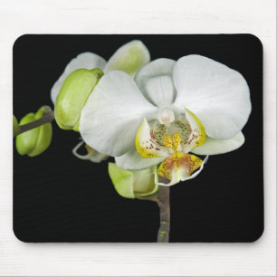 White Orchid Musmatta