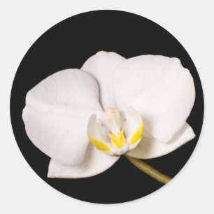 White Orchid on Black Runt Klistermärke