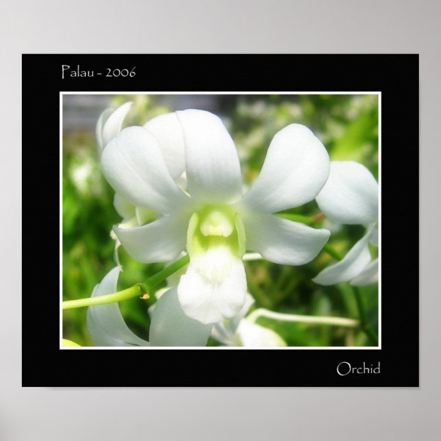 White Orchid Poster (Framsidan)