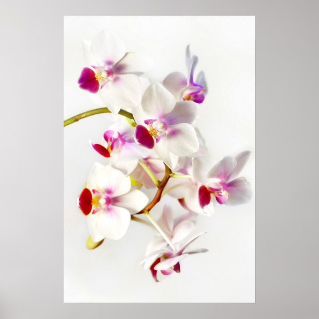 White Orchid Poster (Framsidan)