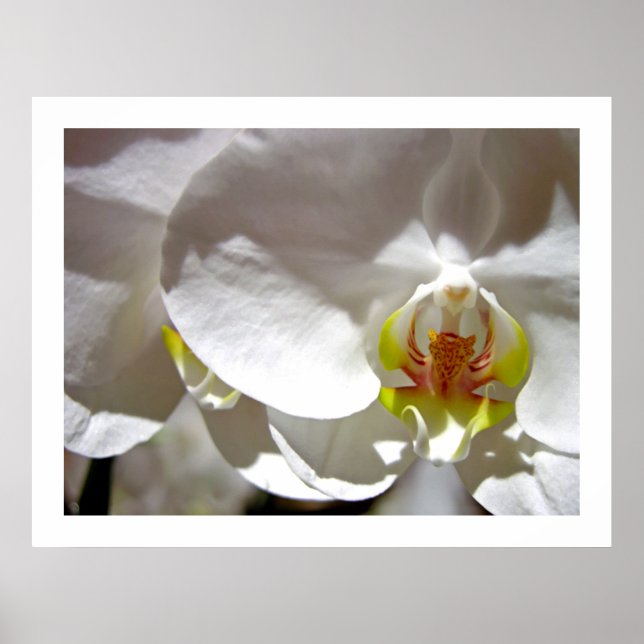 White Orchid Poster (Framsidan)