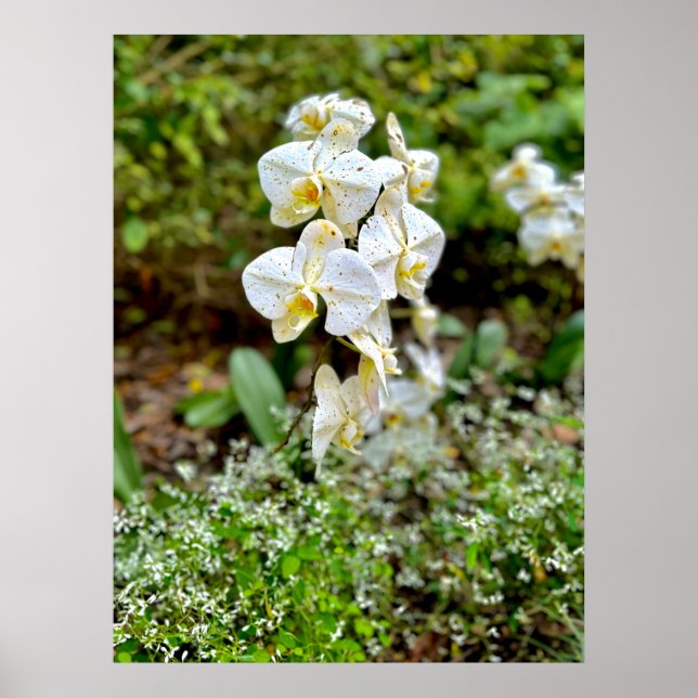 White Orchid Poster (Framsidan)