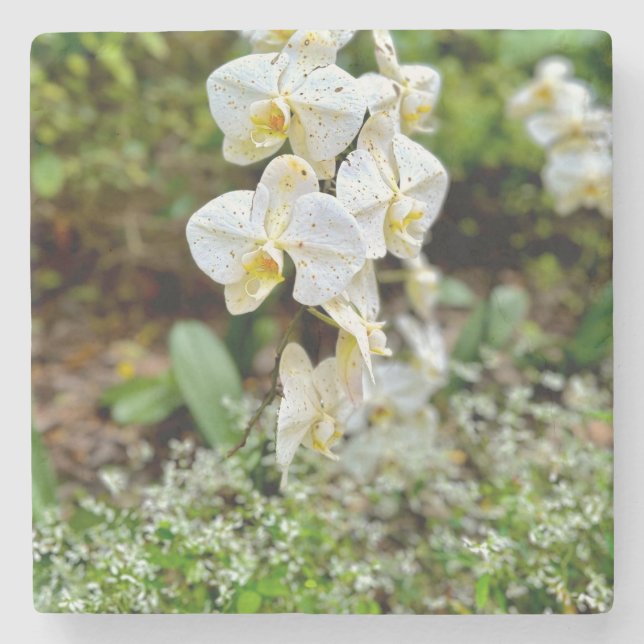 White Orchid Stenunderlägg (Framsidan)