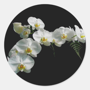 White Orchid Stickers Runt Klistermärke