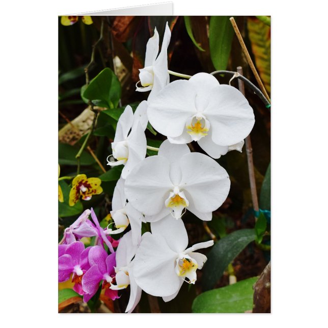 White Orchids Blommars OBS Kort (Framsidan)