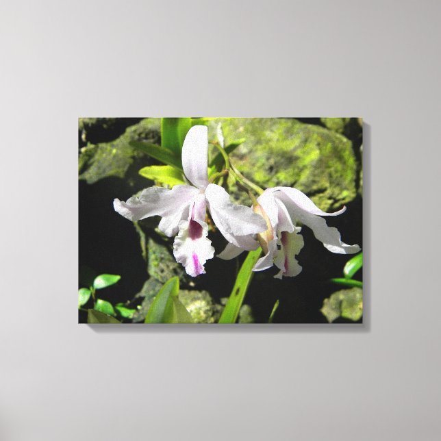 White Orchids Canvas (Framsida)