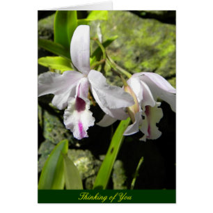 White Orchids Hälsningskort