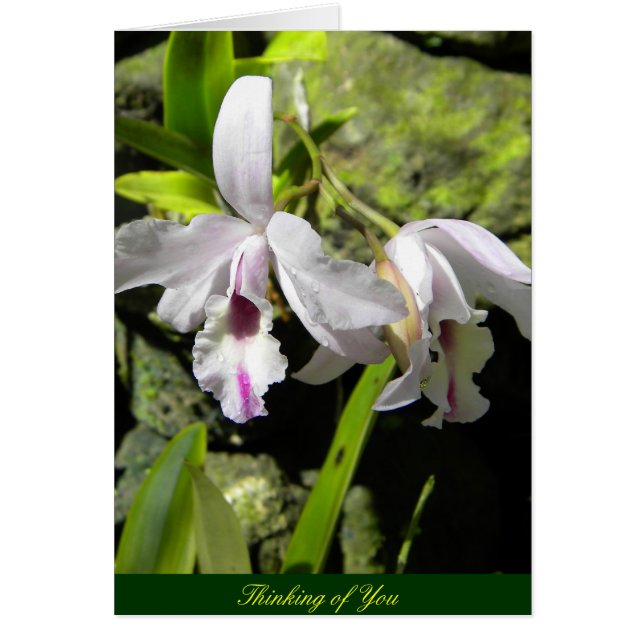 White Orchids Hälsningskort (Framsidan)