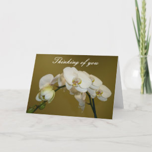 White Orchids Kort