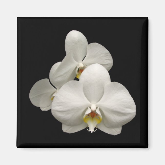 White Orchids Magnet (Framsidan)