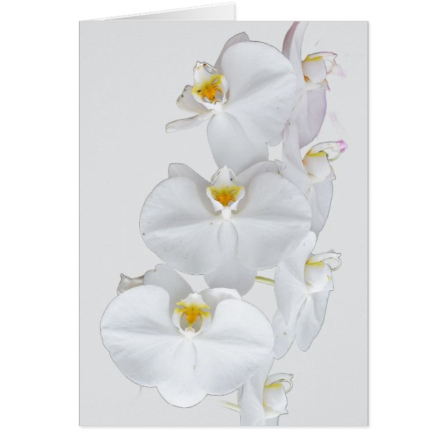 White Orchids OBS Kort (Framsidan)