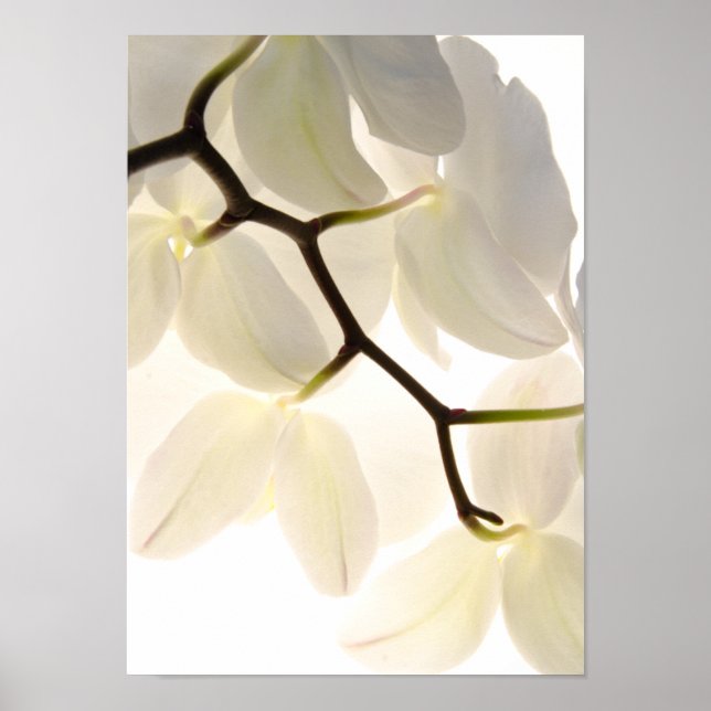 White Orchids on White Poster (Framsidan)