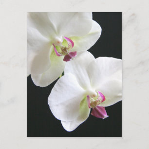 White Orchids på Black Vykort
