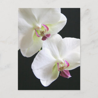 White Orchids på Black Vykort