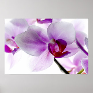 White Orchids Poster