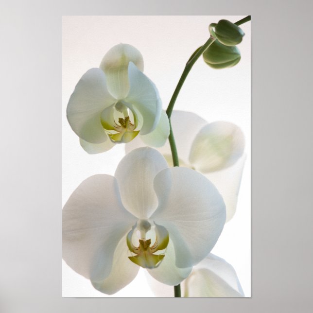 White Orchids Poster (Framsidan)