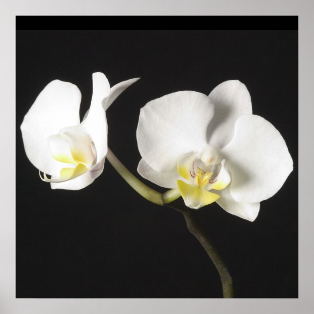 White Orchids Poster (Framsidan)