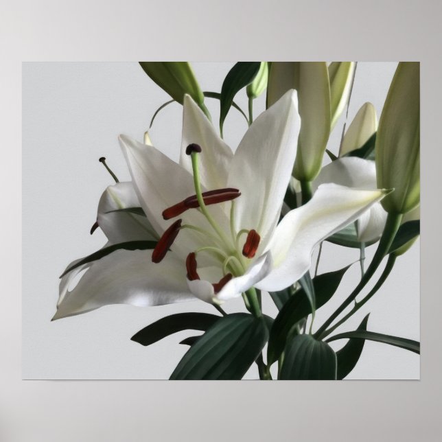 White Oriental Lily Flower Poster (Framsidan)