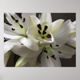 White Oriental Lily Flowers Poster