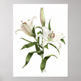 White Oriental Lily Original Art Skriv ut Poster