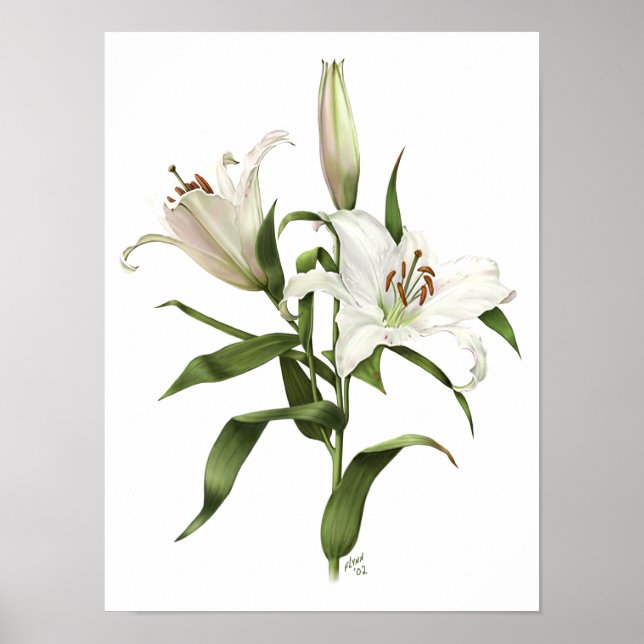 White Oriental Lily Original Art Skriv ut Poster (Framsidan)
