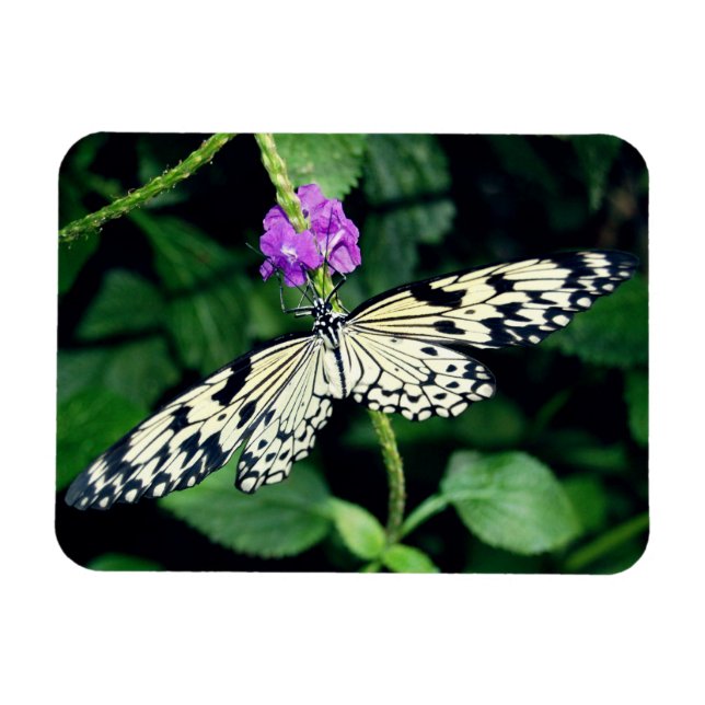 White Paperkite Butterfly Magnet (Horisontell)