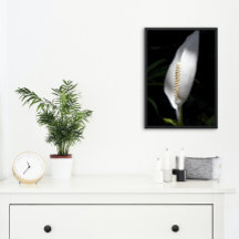White Peace Lily Plant Blommigt