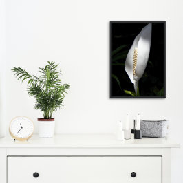 White Peace Lily Plant Blommigt Fototryck